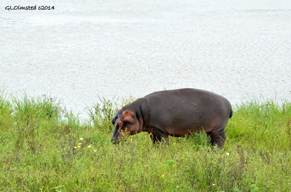 Hippo grazing Kruger National Park South Africa