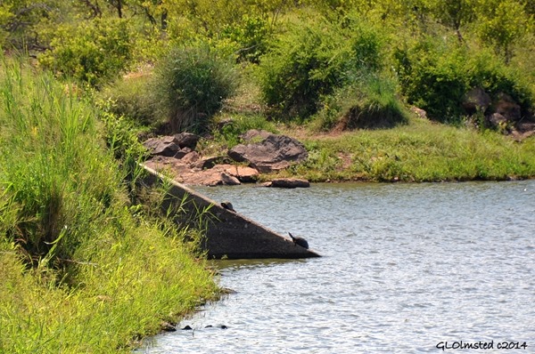 Turtles on dam wall Kruger National Park South Africa
