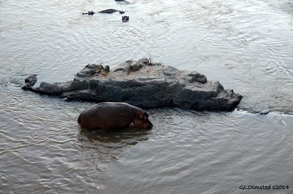 Hippos Letaba River Kruger National Park South Africa