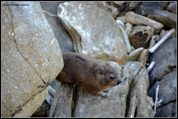 Dassie along Suspension Bridge trail at Storms River Mouth Tsitsikamma National Park South Africa