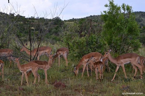 Impala Pilanesberg Game Reserve South Africa