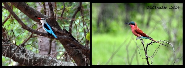 Woodland Kingfisher & Carmine Bee-eater Kruger National Park South Africa