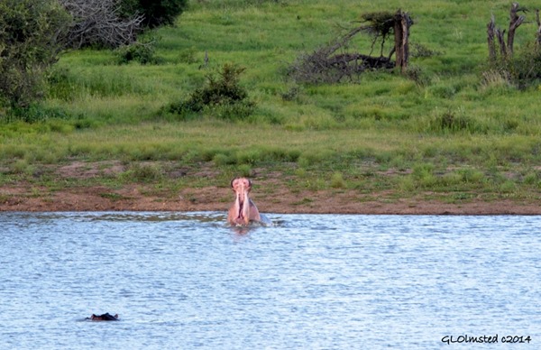 Hippo yawning Kruger National Park South Africa