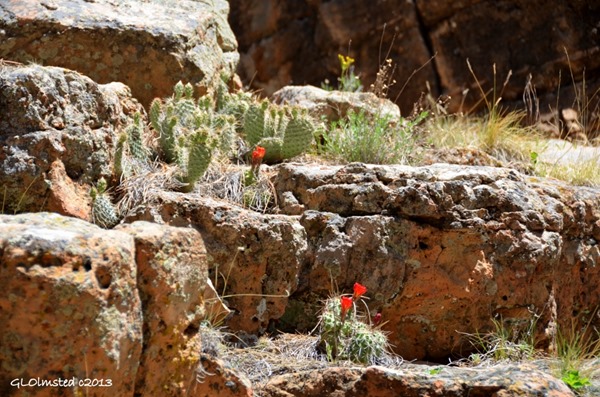 Flowering cactus along Cliff Spring Trail Walhalla Plateau North Rim Grand Canyon National Park Arizona