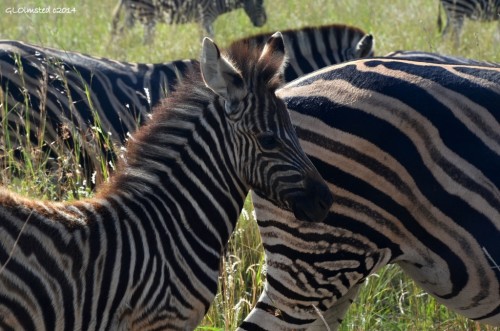Zebras Pilanesberg Game Reserve South Africa