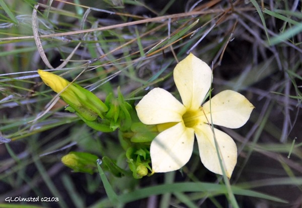 Unidentified white flower along Echo Ravine trail Golden Gate Highlands National Park South Africa