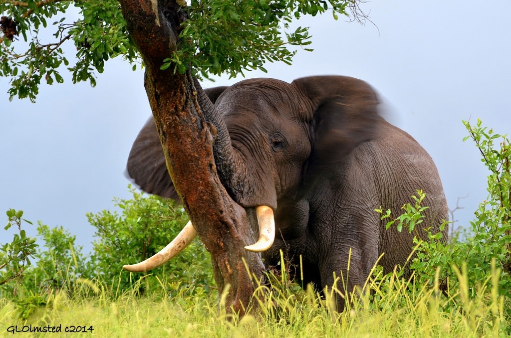Elephant rest against a tree Kruger National Park South Africa
