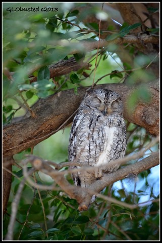 Scops-Owl Kruger National Park South Africa