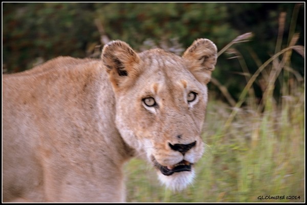 Lioness Kruger National Park South Africa