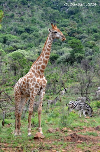Giraffe & zebra Pilanesberg Game Reserve South Africa