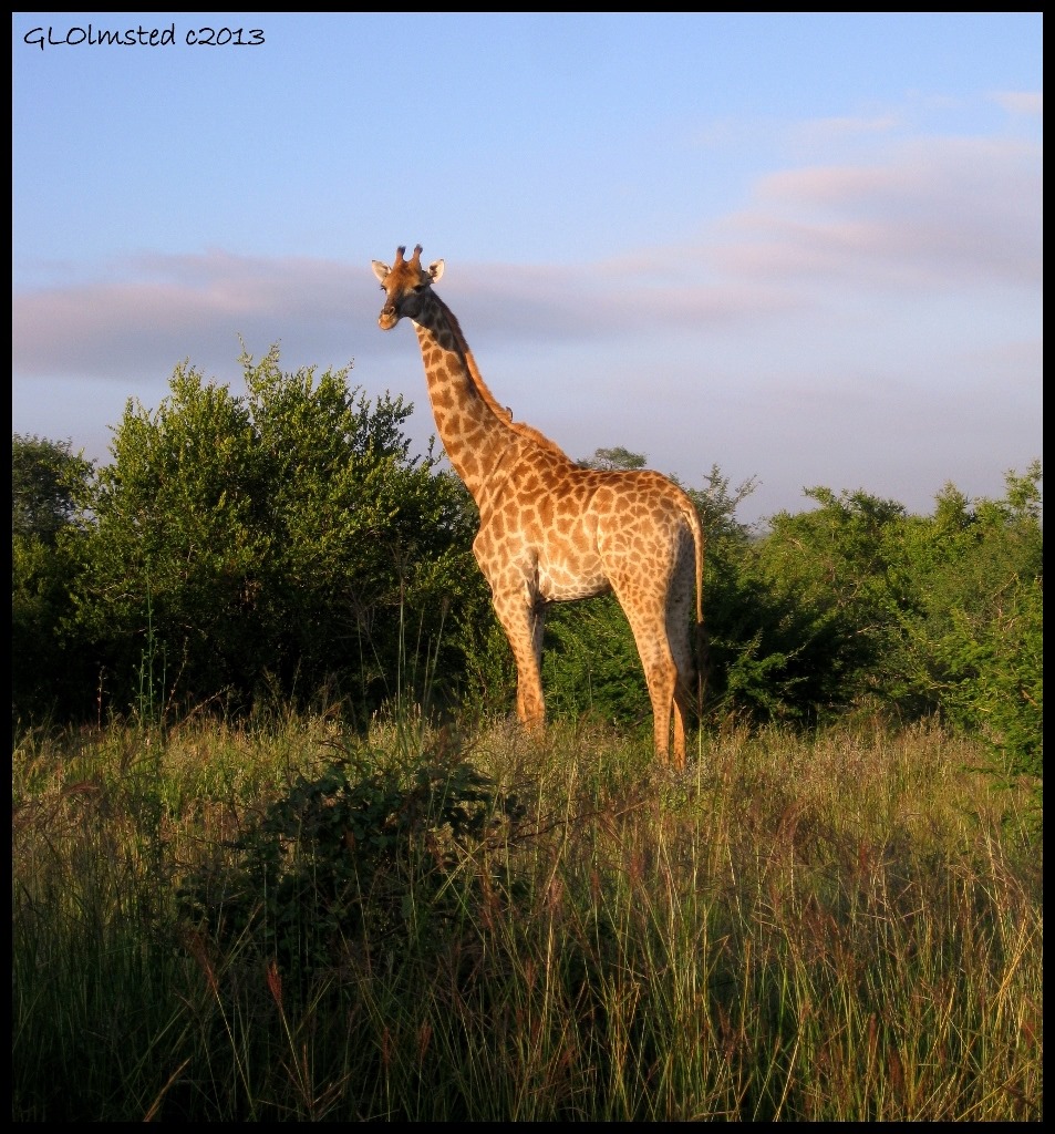 Giraffe Kruger Natioal Park Mpumalanga South Africa