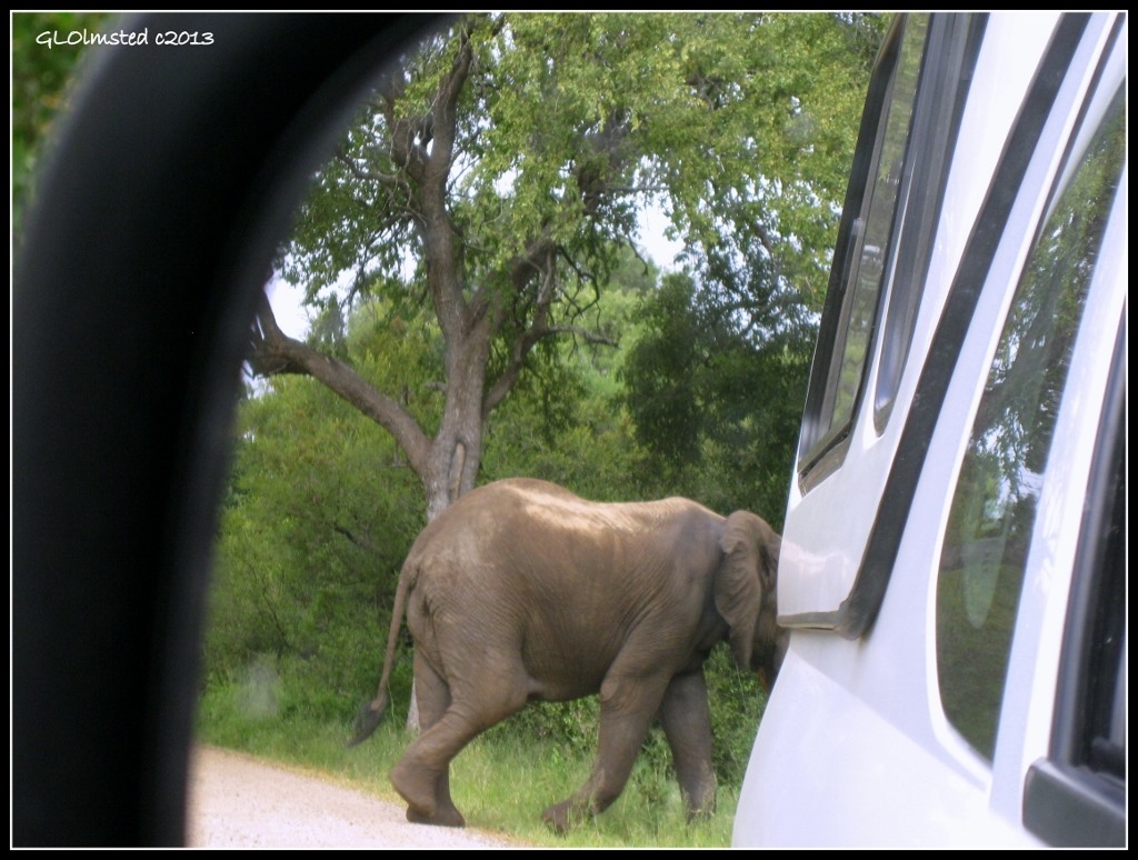 Elephant walking behind truck Kruger National Park South Africa