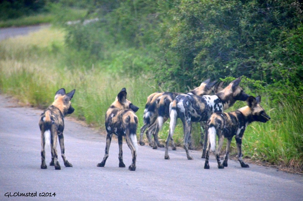 Wild dogs Kruger National Park South Africa