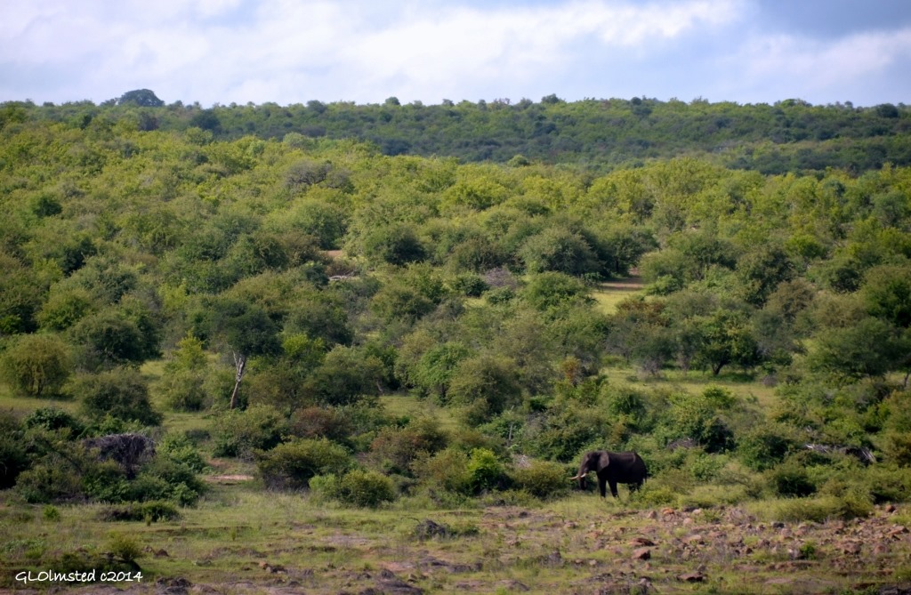 Elephant Kruger National Park South Africa