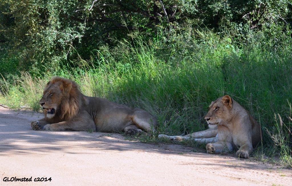 Lions Kruger National Park South Africa