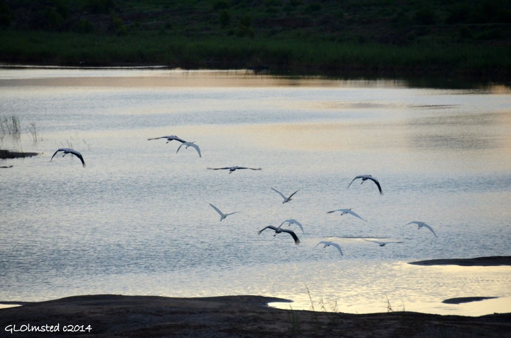 Black, & White cranes flying over Nwanedzi River Kruger National Park South Africa