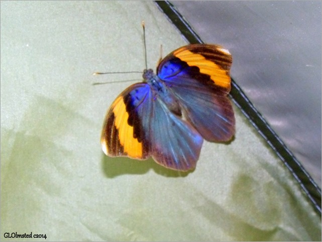 Gold-banded Forester Butterfly Sodwana National Park South Africa