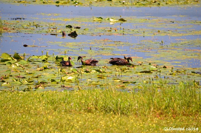 Ducks from Mfazana bird hide iSimangaliso Wetland Park South Africa