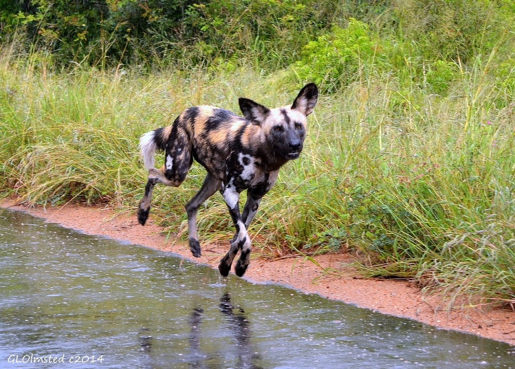 Wild dog Kruger National Park South Africa