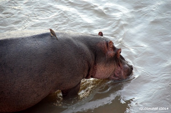 Hippo in Nwanedzi River Kruger National Park South Africa