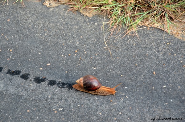 Snail on road Kruger National Park South Africa