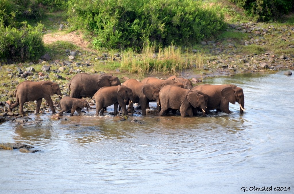Elephants crossing Oliphants River Kruger National Park South Africa