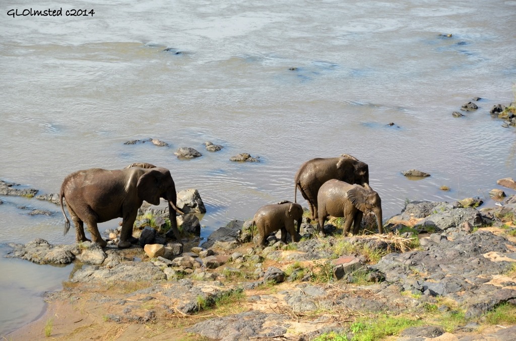 Elephants Oliphants River Kruger National Park South Africa
