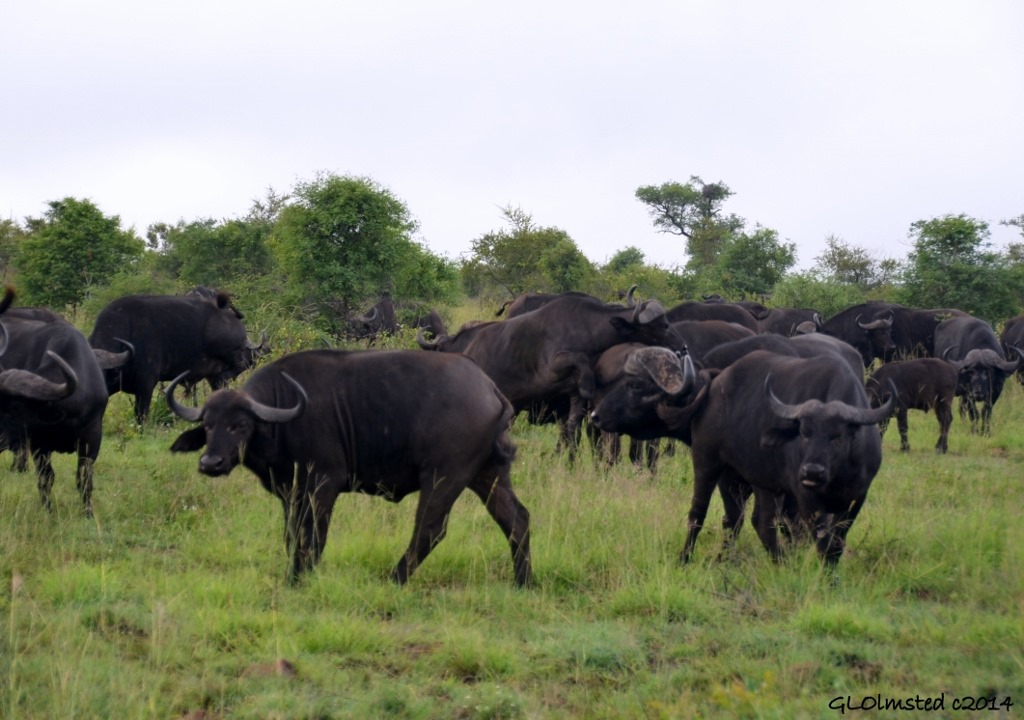 Buffalo Kruger National Park South Africa