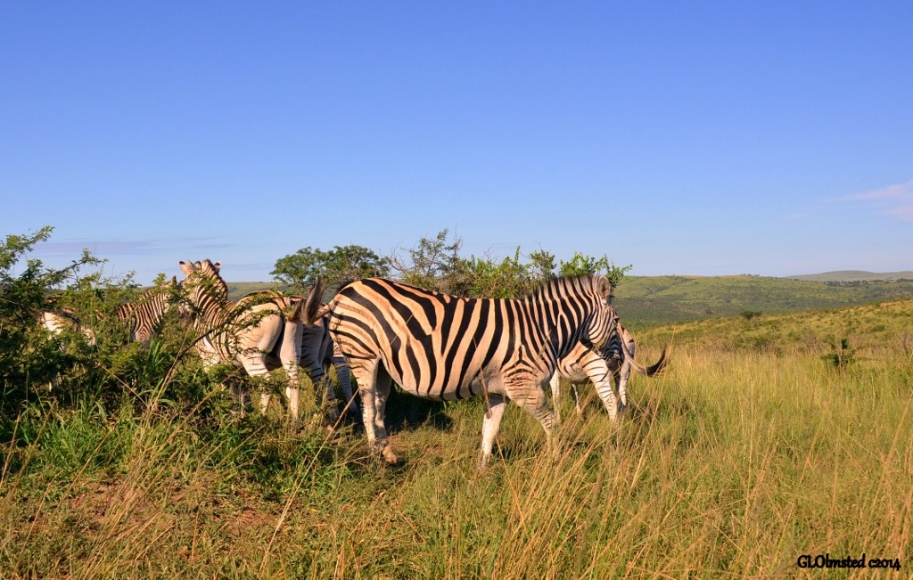 Zebras Hluhluwe National Park South Africa