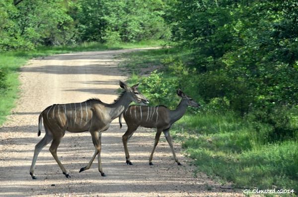 Kudus crossing road Kruger National Park South Africa