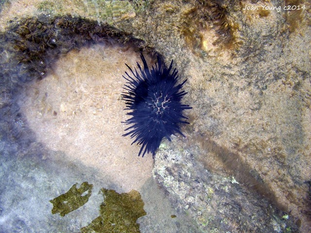 Sea anemone in tide pool Sodwana Bay iSimangaliso Wetland Park South Africa