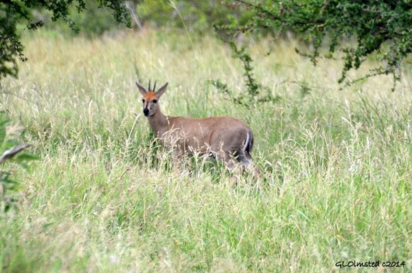 Steenbok Kruger National Park Sout Africa