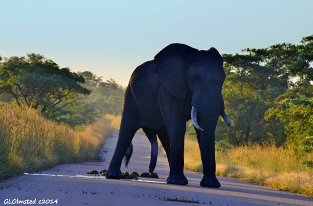 Elephant penis Kruger National Park South Africa