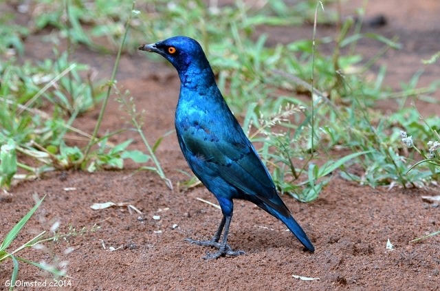 Glossy Starling Kruger National Park South Africa