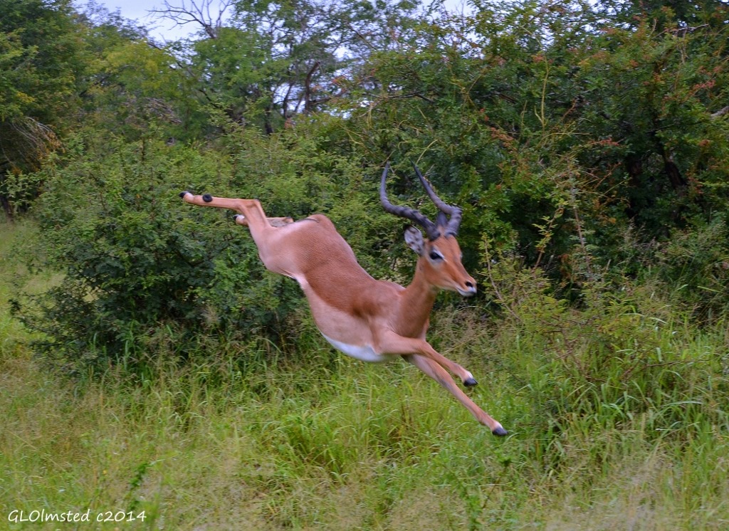 Impala jumping Kruger National Park South Africa