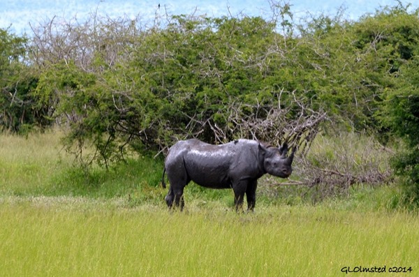 Black Rhino Kruger National Park South Africa