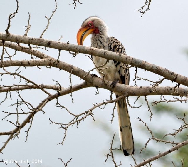 Red-billed Hornbill Kruger National Park South Africa