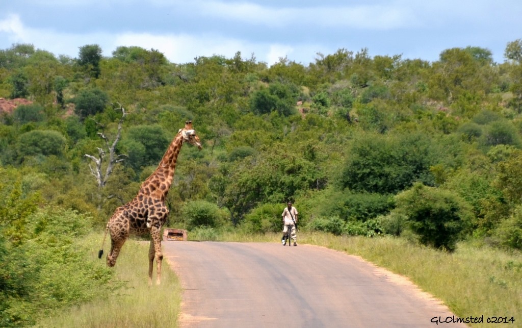 Giraffe & man on bike Kruger National Park South Africa