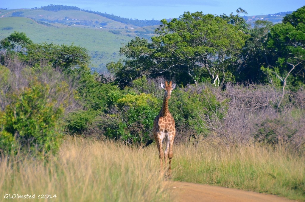 Giraffe Hluhluwe iMfolozi National Park South Africa