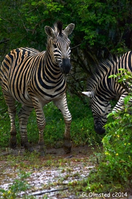 Zebras Kruger National Park South Africa