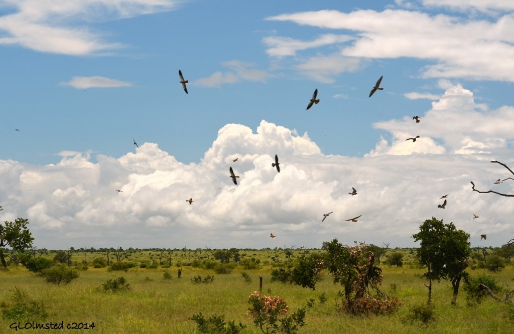 Yellow-billed Kites Kruger National Park South Africa