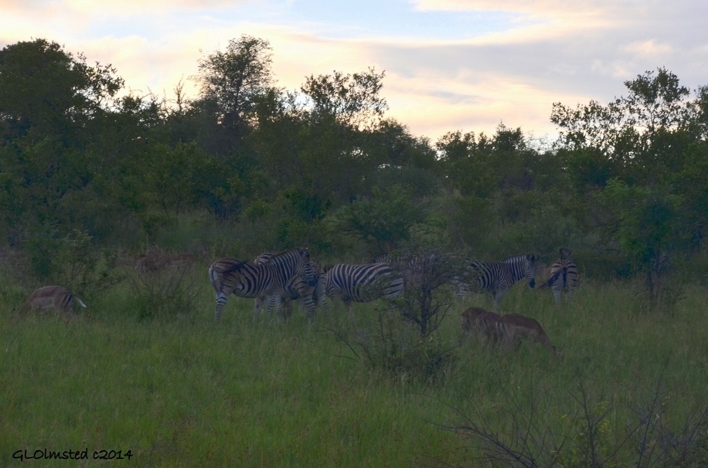 Zebras & Impalas Kruger National Park South Africa
