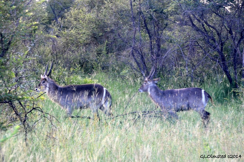 Waterbuck Kruger National Park South Africa