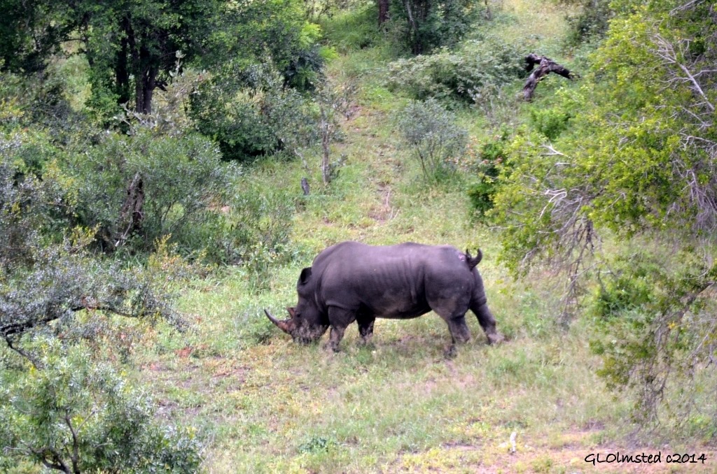 White Rhino Kruger National Park South Africa