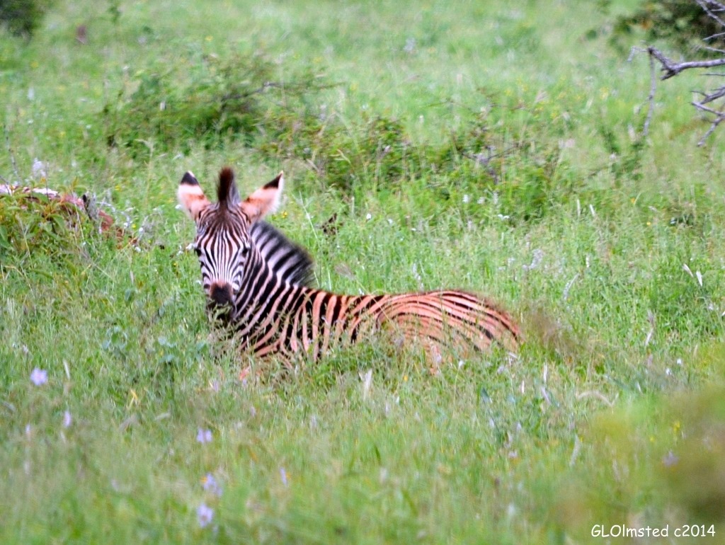 Baby zebra Kruger National Park South Africa