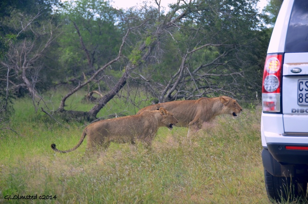 Two lions next to car Kruger National Park South Africa
