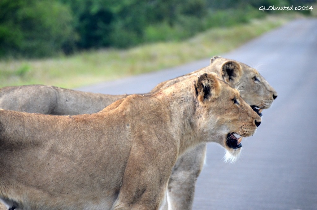 Two lions on the road Kruger National Park South Africa