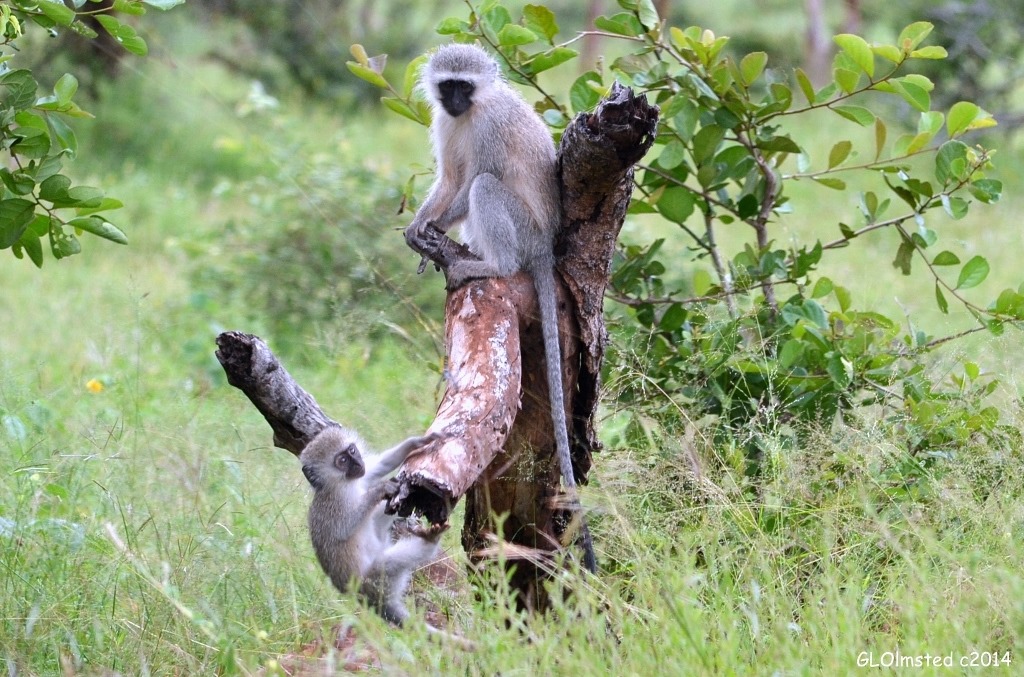 Vervet monkeys Kruger National Park South Africa