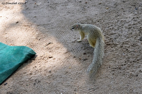 Squirrel Maroela Camp Kruger National Park South Africa