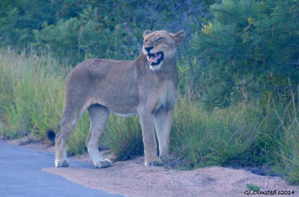 Lioness Kruger Nationa Park South Africa